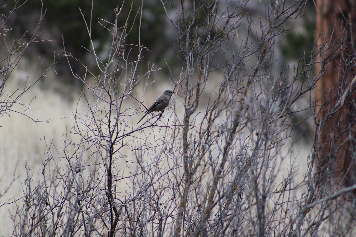 Townsend's Solitaire - ML546266051