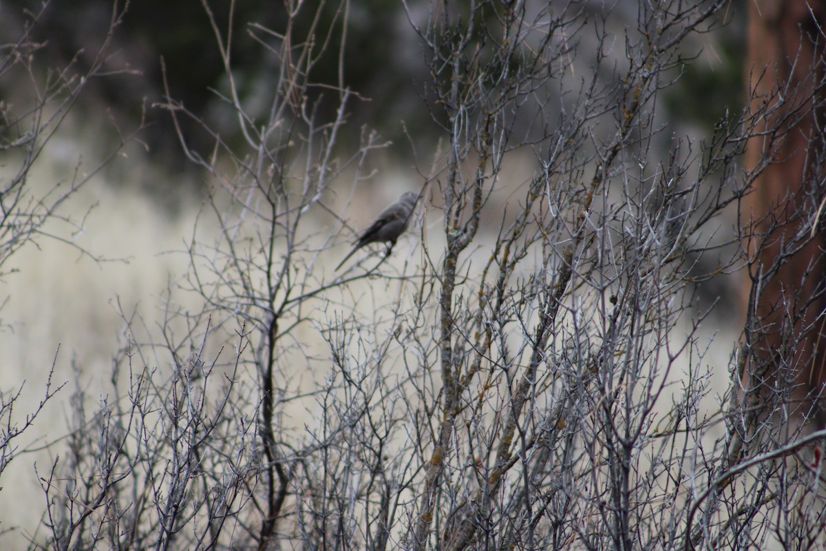 Townsend's Solitaire - ML546266071