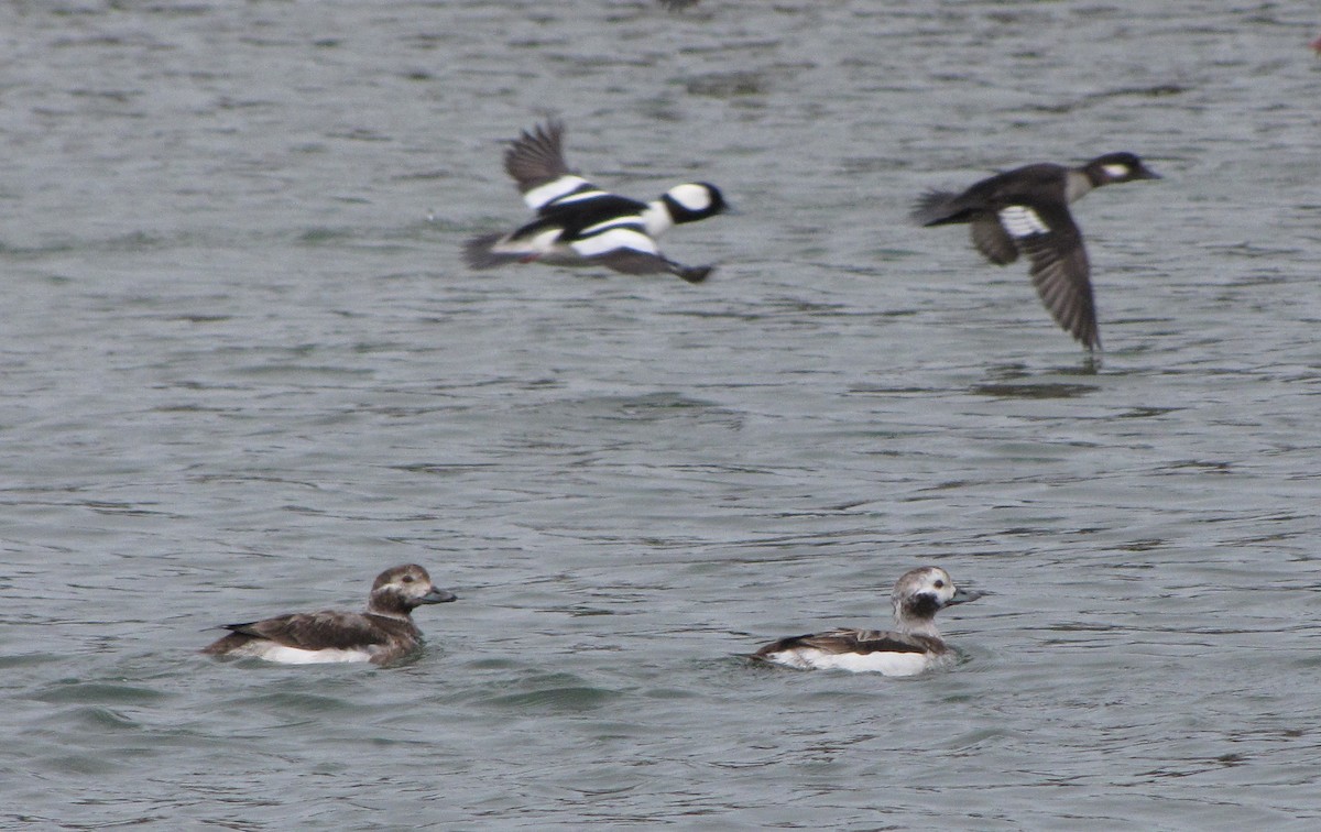 Long-tailed Duck - Jack Hurt