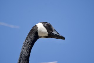 Canada Goose, ML546270761