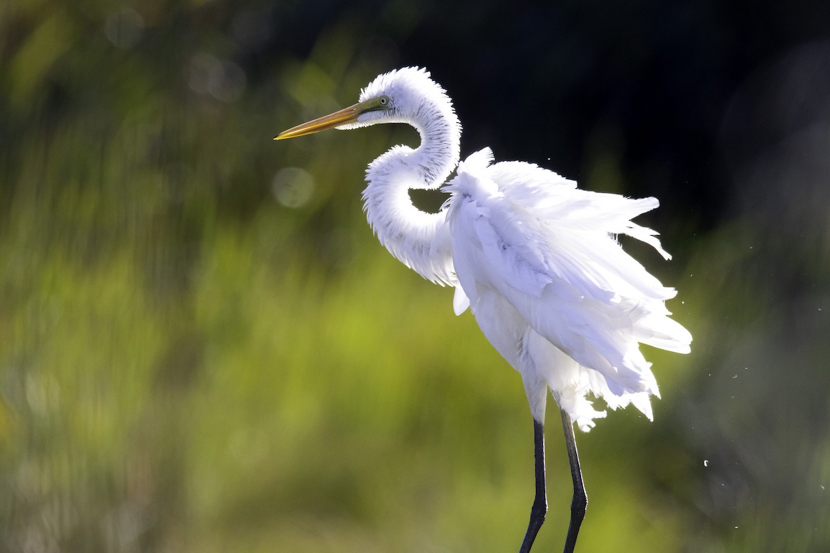 ML546272951 - Great Egret - Macaulay Library