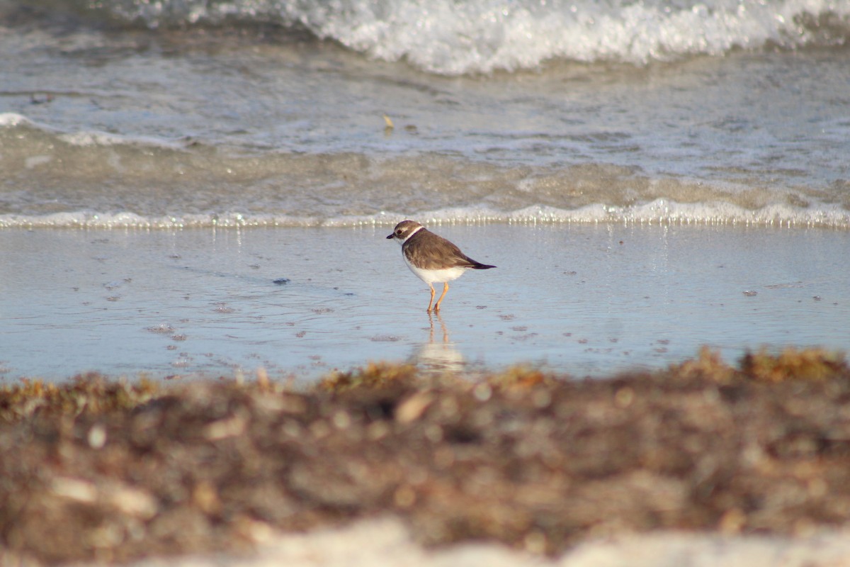 Semipalmated Plover - ML546275701