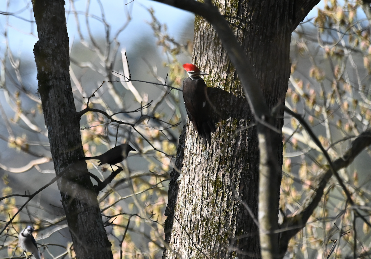 Pileated Woodpecker - ML546278071