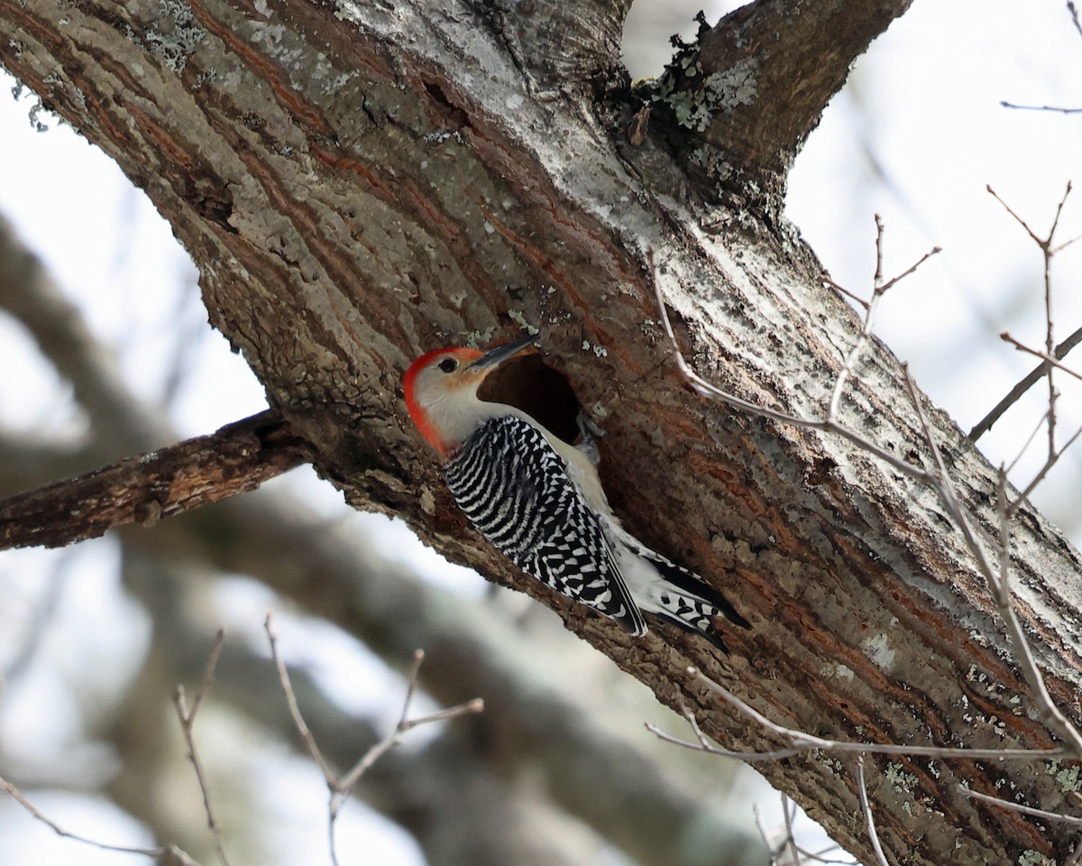 Red-bellied Woodpecker - ML546284051