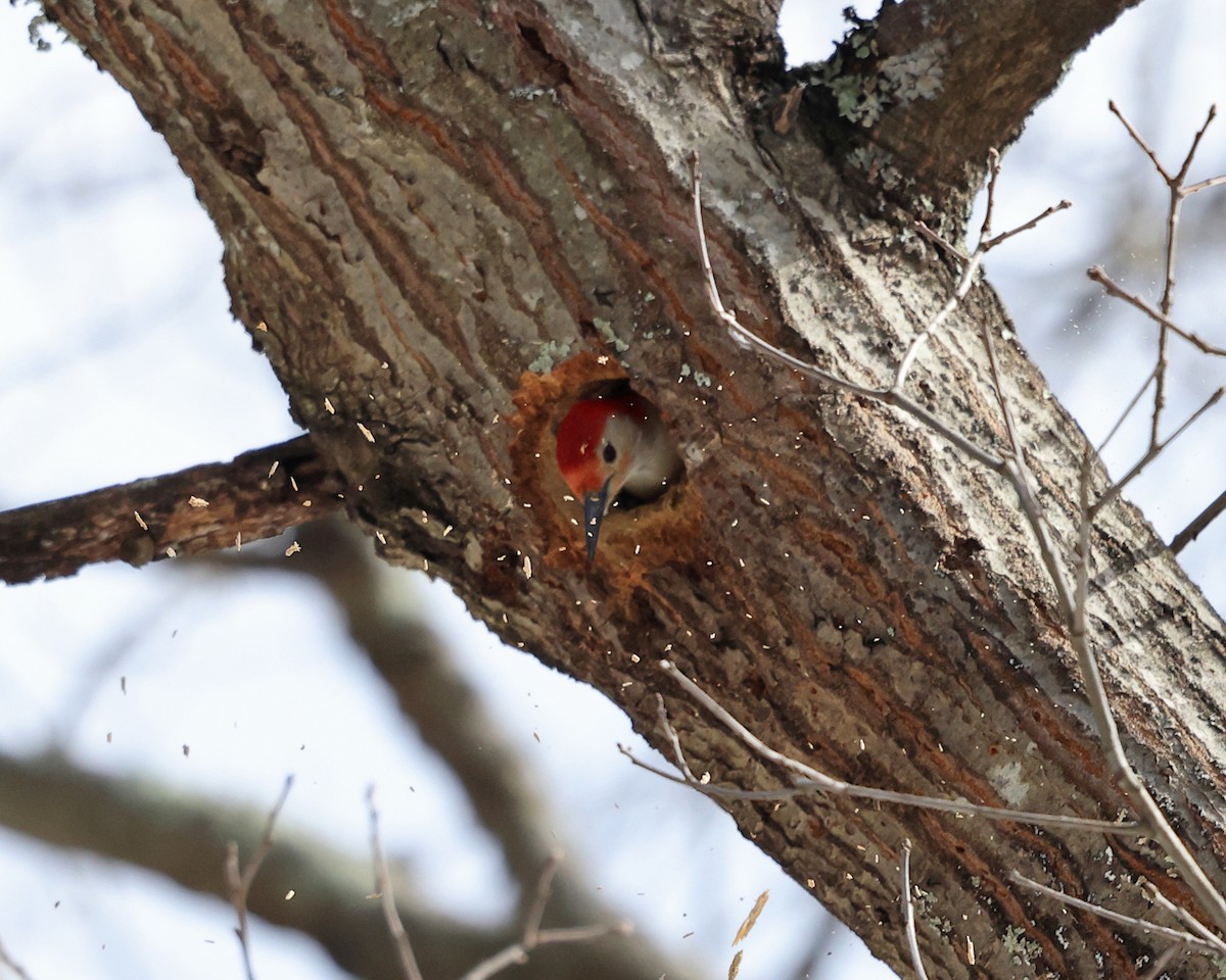 Red-bellied Woodpecker - ML546284061