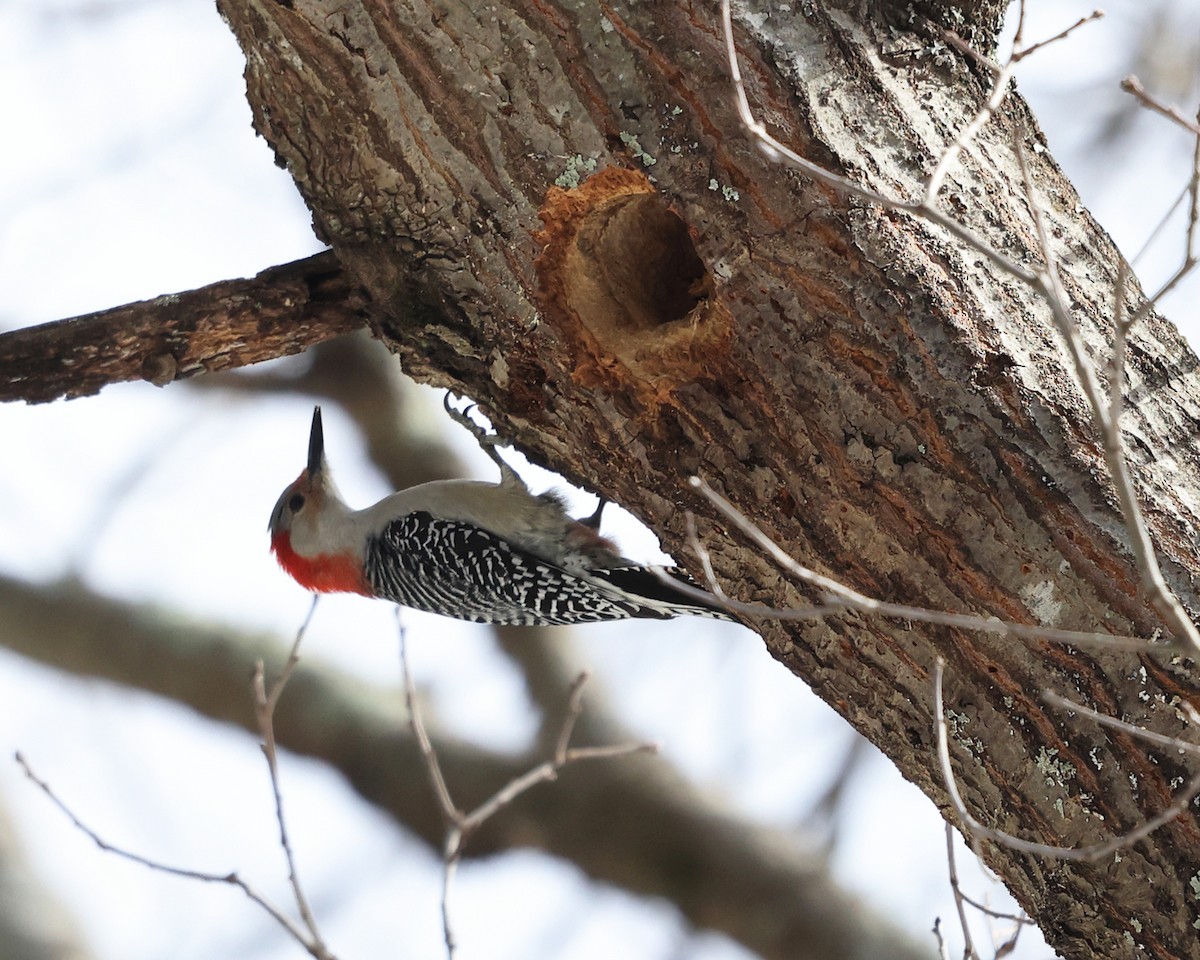 Red-bellied Woodpecker - ML546284211