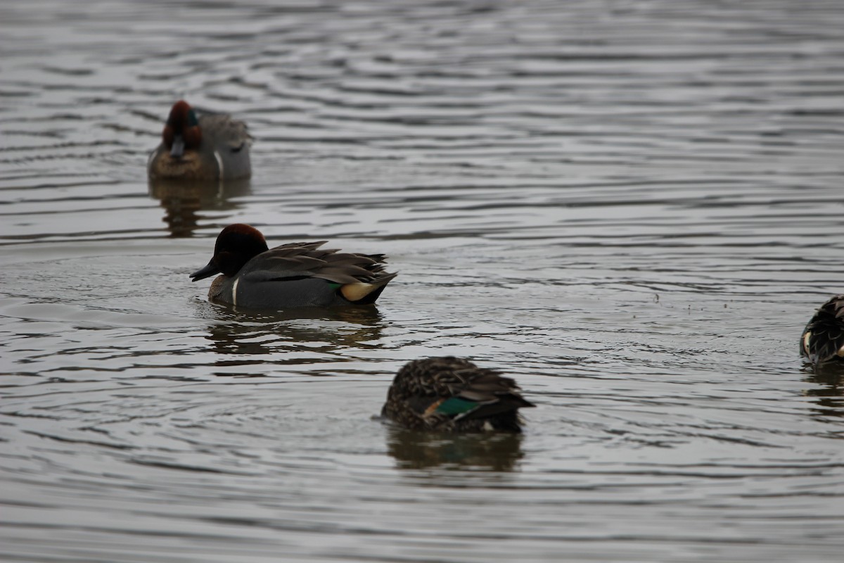 Green-winged Teal - ML546285081