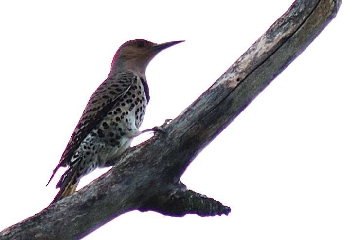 Northern Flicker - André Couture