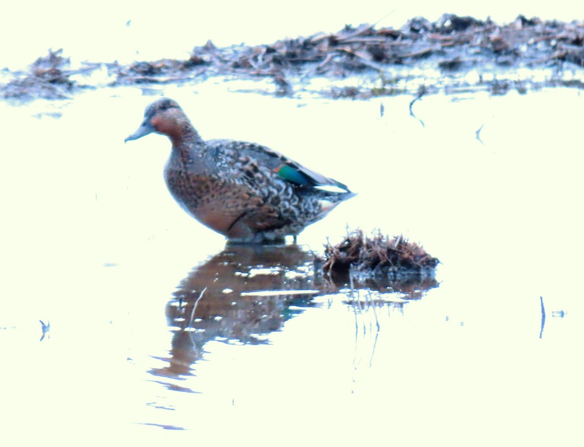 Green-winged Teal - ML546289731