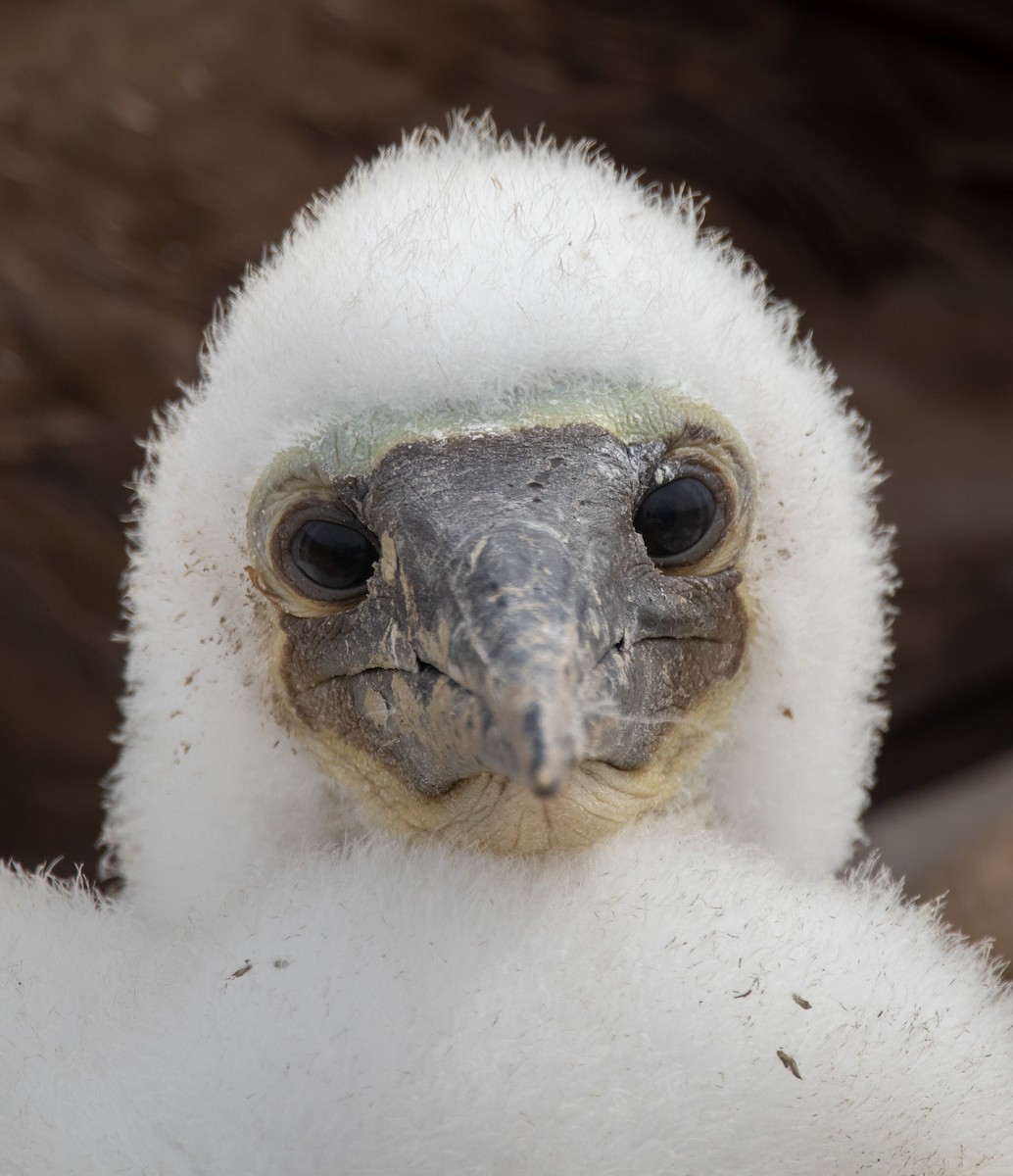Blue-footed Booby - ML546291551