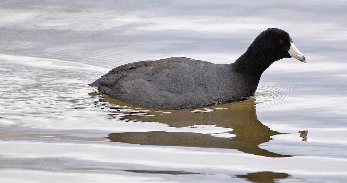 American Coot - Kenneth Butler