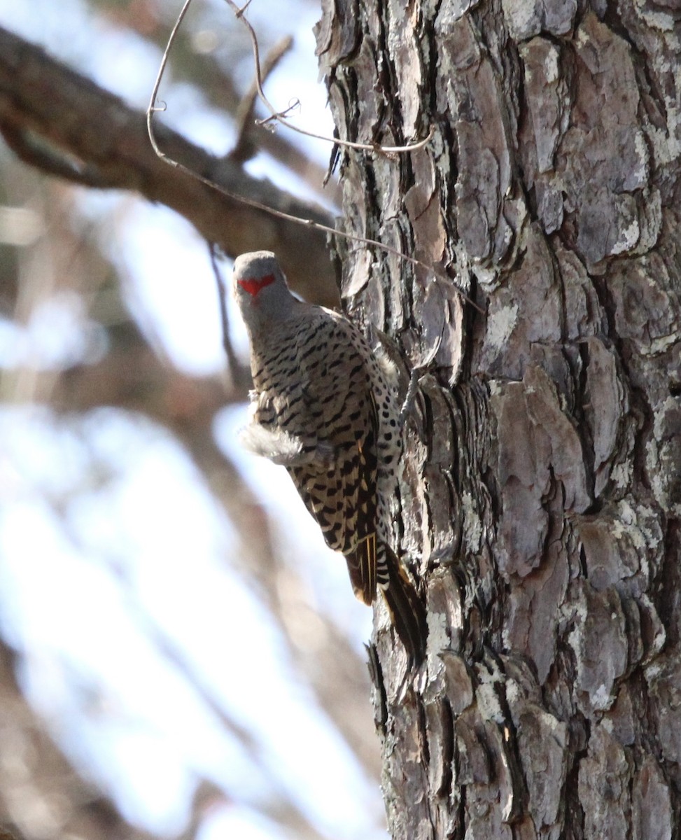 Northern Flicker (Yellow-shafted) - ML546293761