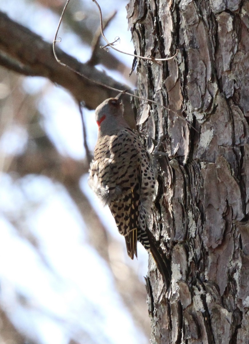 Northern Flicker (Yellow-shafted) - ML546293771