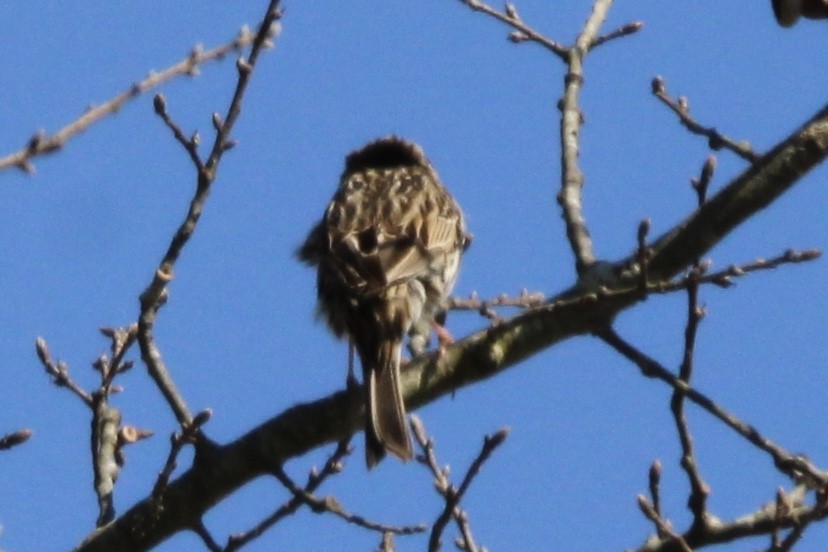 Savannah Sparrow - ML546293961