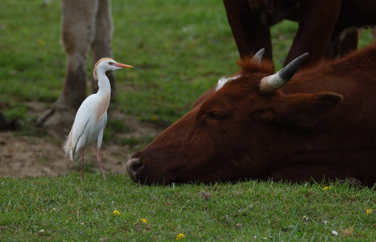 Western Cattle Egret - Vern Wilkins 🦉