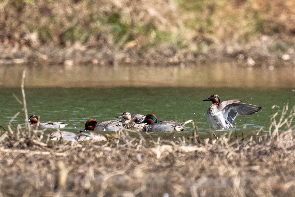 Green-winged Teal - ML546296881