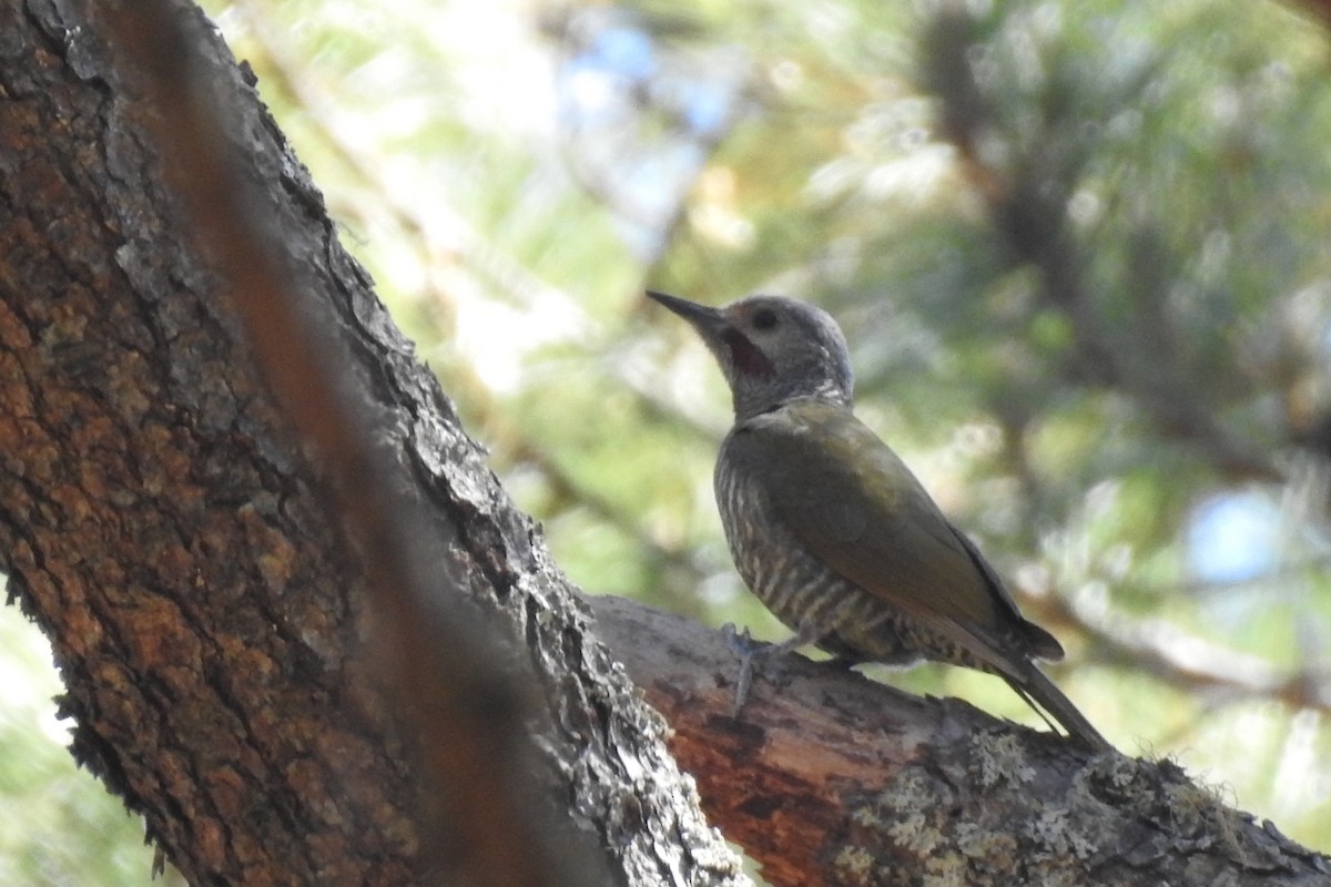 Gray-crowned Woodpecker - ML546297491