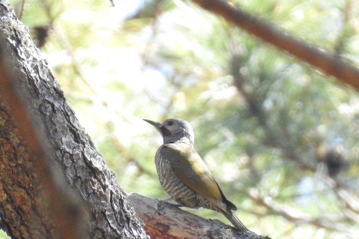 Gray-crowned Woodpecker - ML546297501