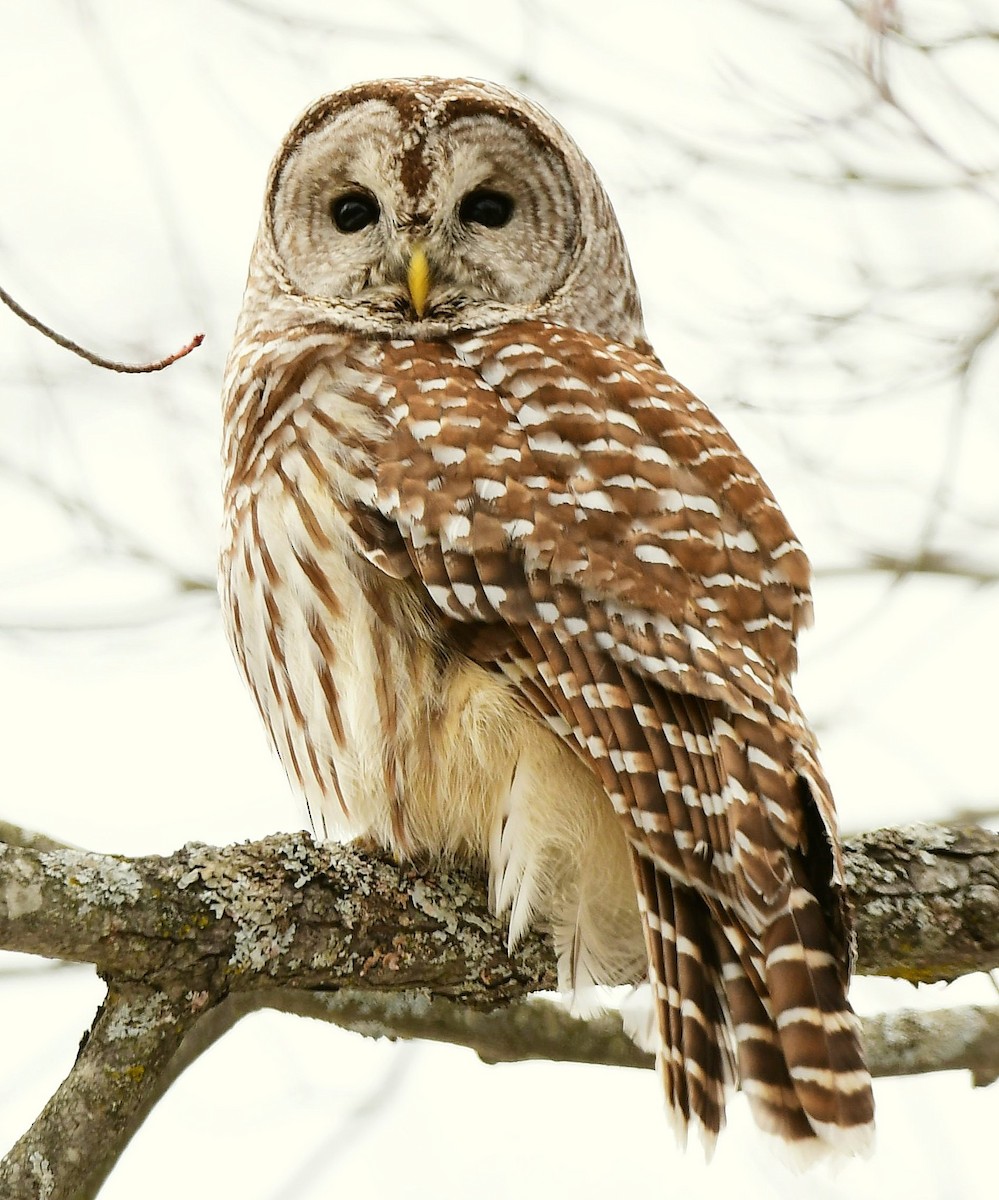 Barred Owl - james arturo