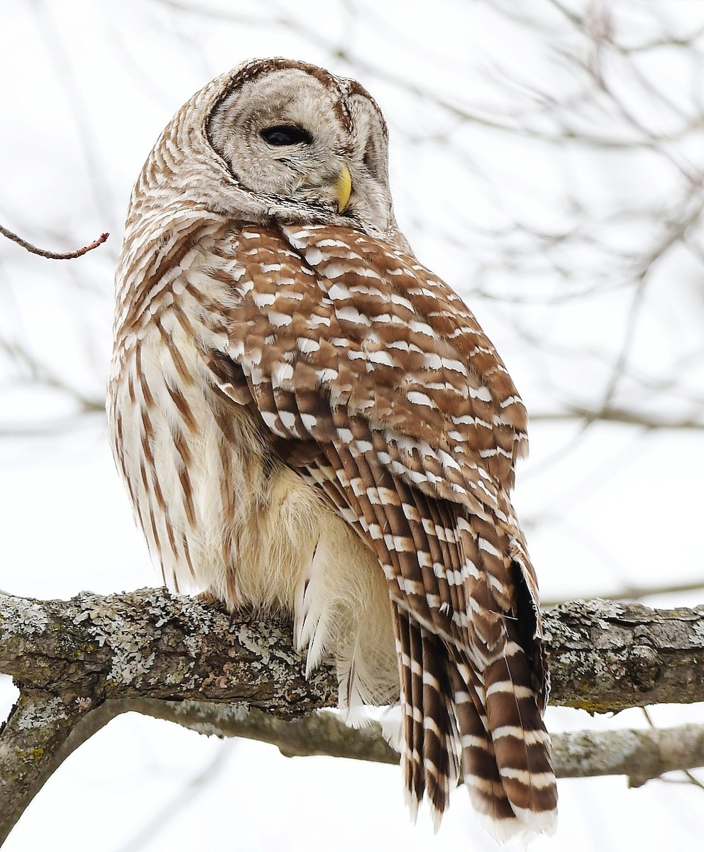 Barred Owl - ML546301831
