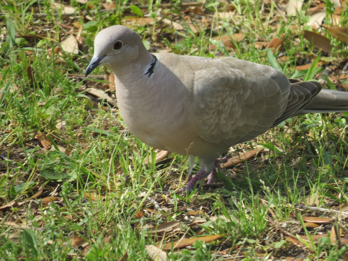 Eurasian Collared-Dove - ML54630351