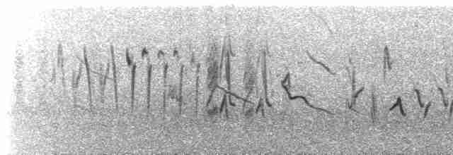  - Yellow-rumped Siskin