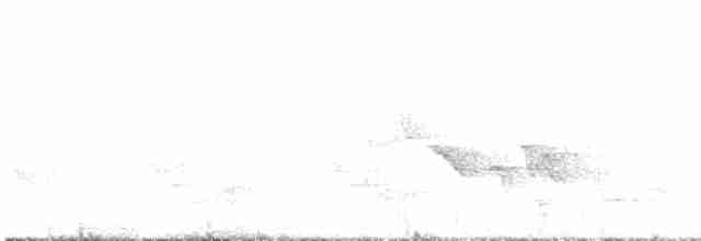 Вівчарик білогорлий (підвид floresianus) - ML546304511