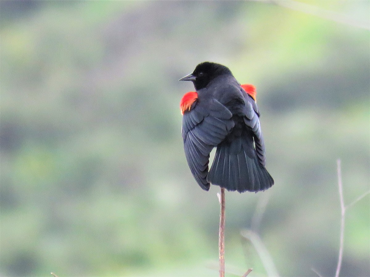 Red-winged Blackbird - ML546311511