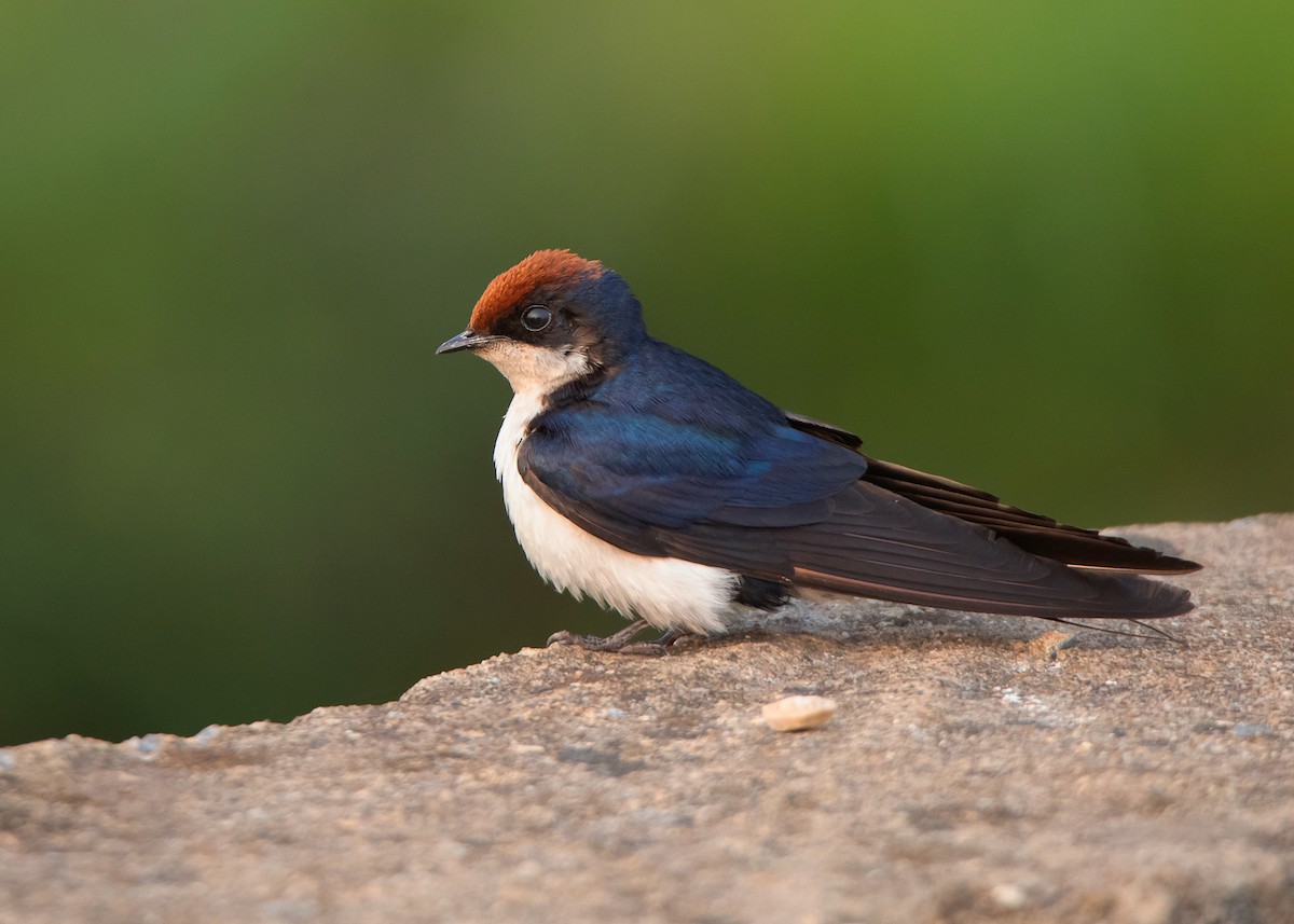 Wire-tailed Swallow - ML546313971