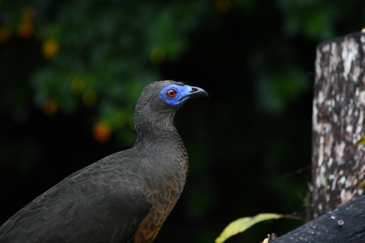 Sickle-winged Guan - ML546315391