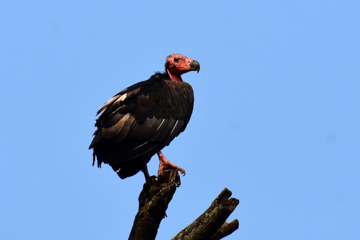 Red-headed Vulture - ML546319141
