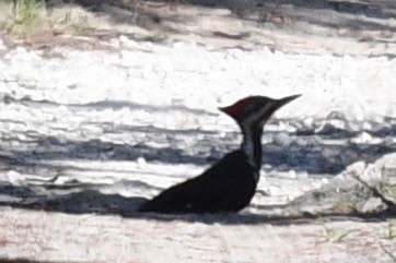 Pileated Woodpecker - ML546321281