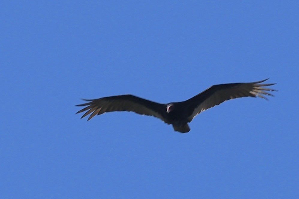 Turkey Vulture - ML546321711