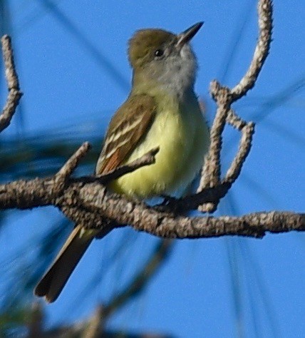 Great Crested Flycatcher - ML546322061