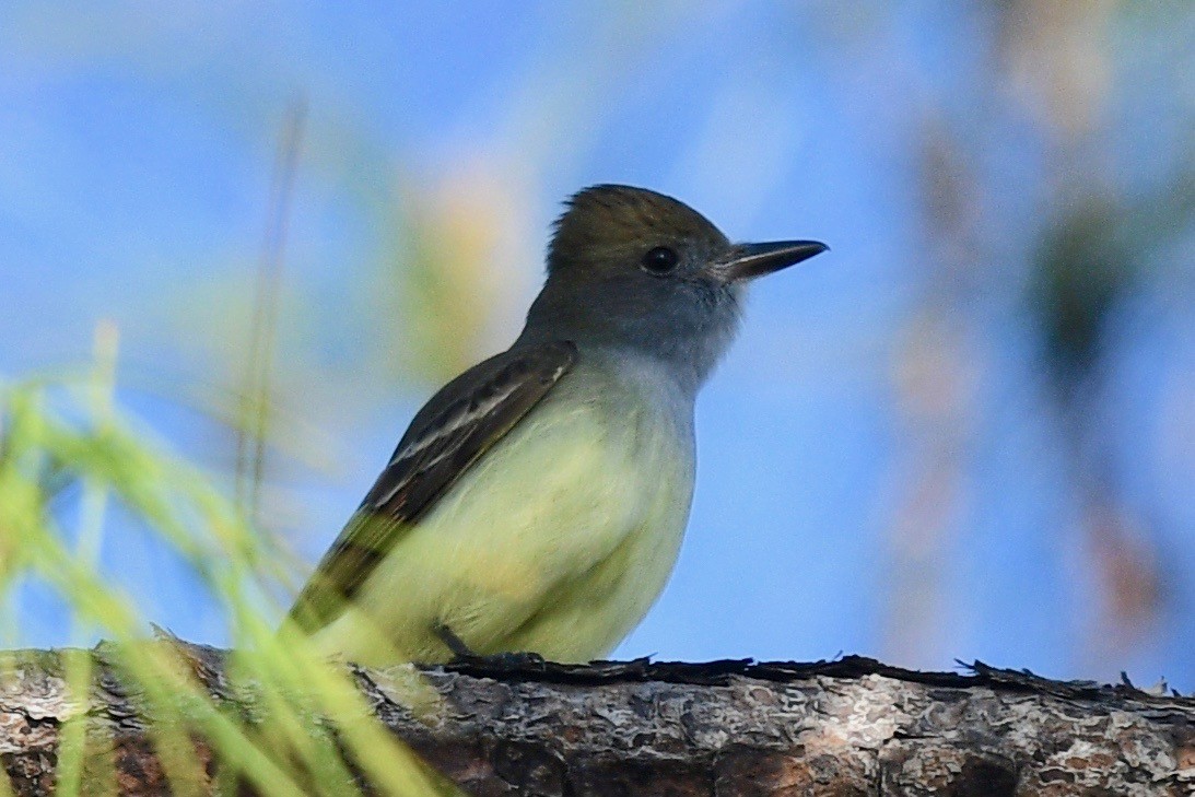 Great Crested Flycatcher - ML546322071