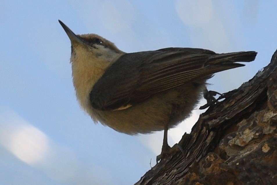 Brown-headed Nuthatch - ML546322111