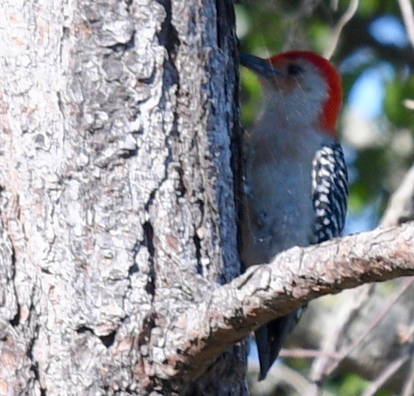 Red-bellied Woodpecker - ML546323891