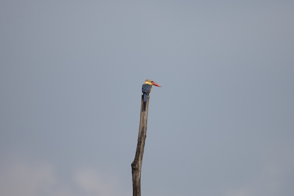Stork-billed Kingfisher - ML546326101