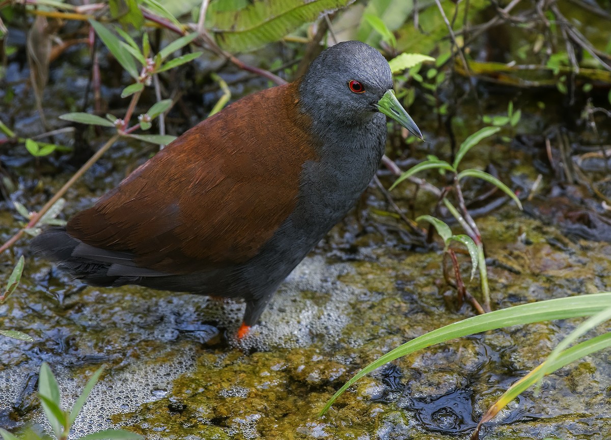Black-tailed Crake - Kushankur Bhattacharyya