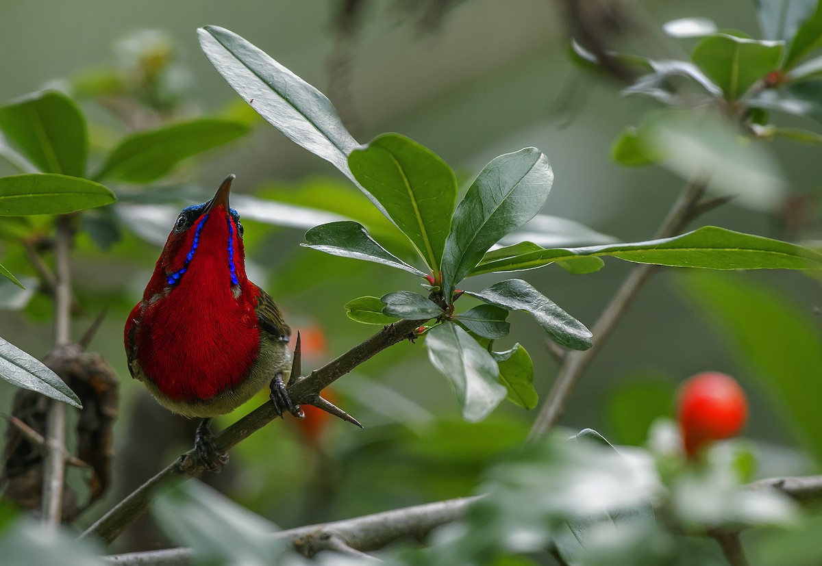 Crimson Sunbird - Kushankur Bhattacharyya