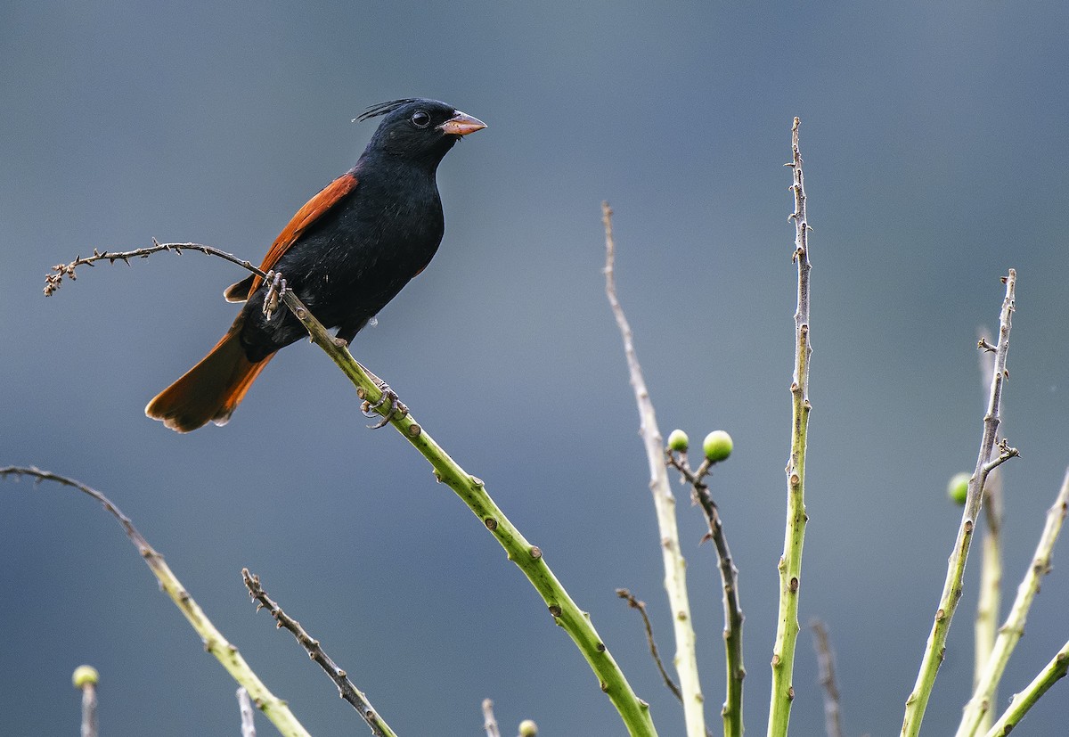 Crested Bunting - ML546326801