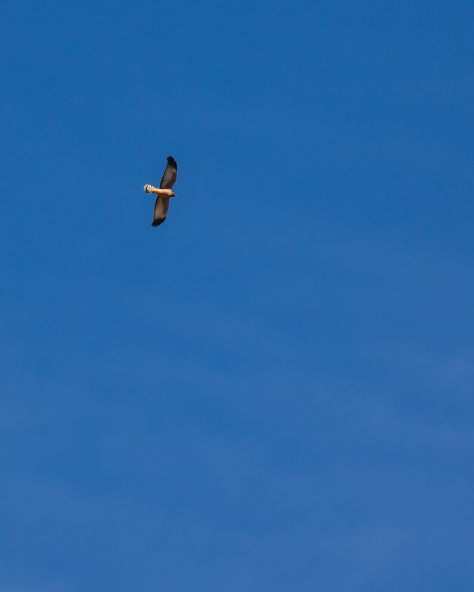 Spotted Harrier - ML546329171