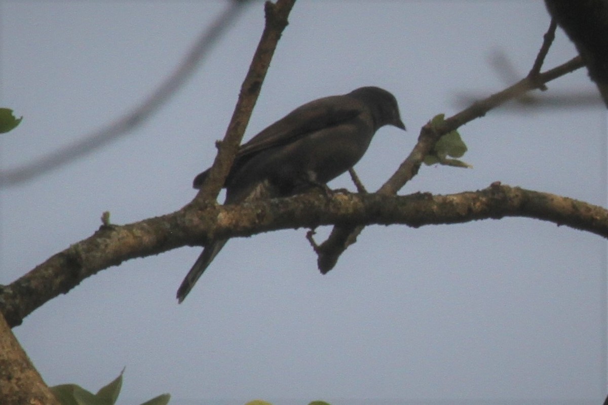 Gray-bellied Cuckoo - ML54633181