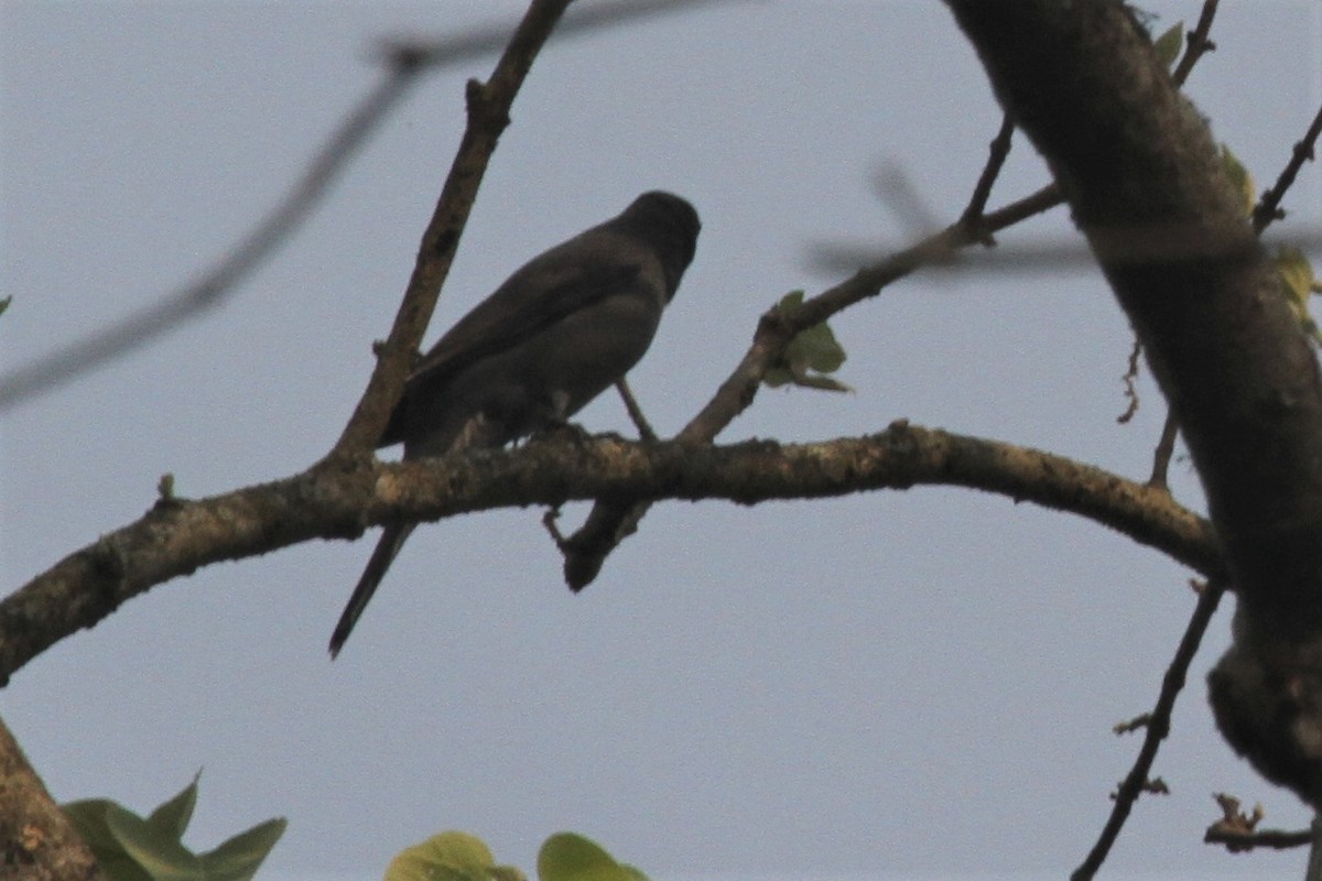 Gray-bellied Cuckoo - ML54633191