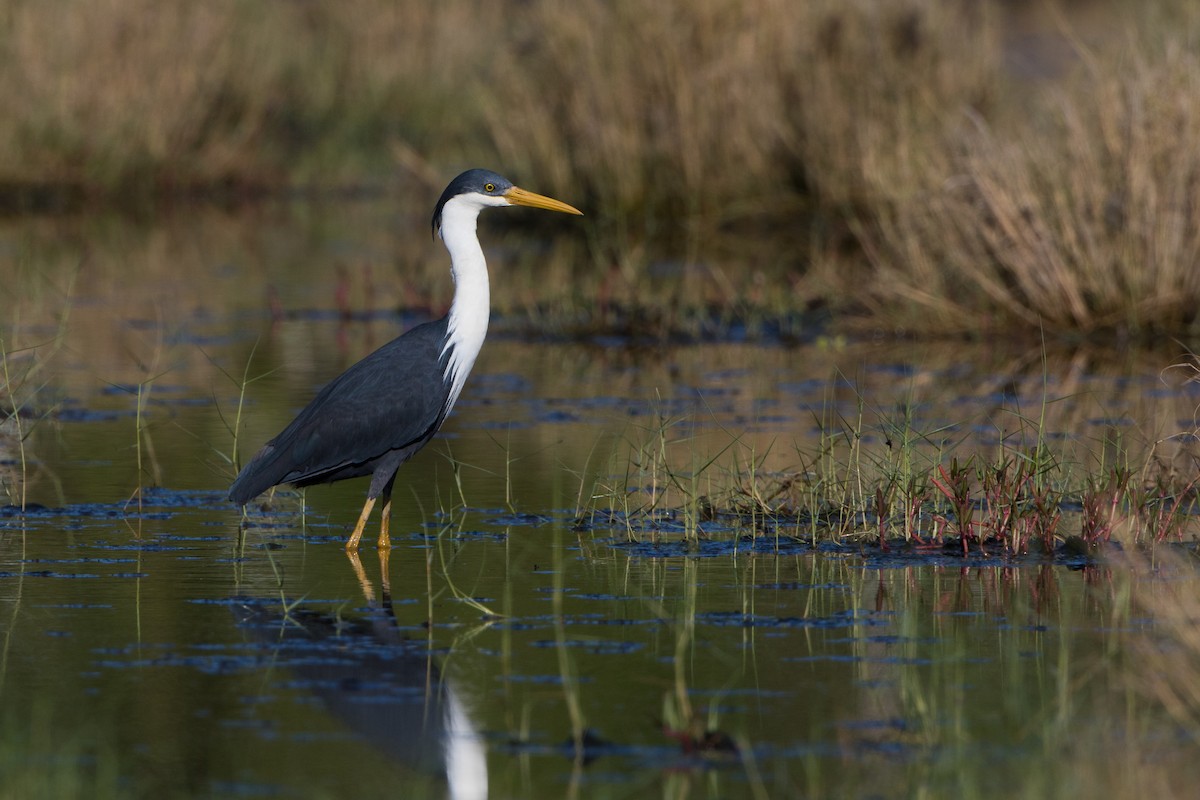 Pied Heron - Mark and Bron Horvath