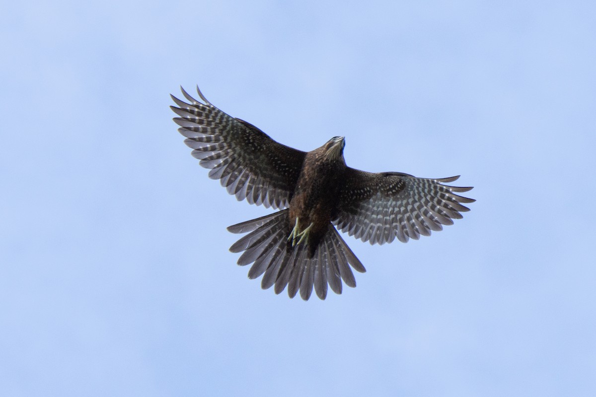 New Zealand Falcon - Adam Colley