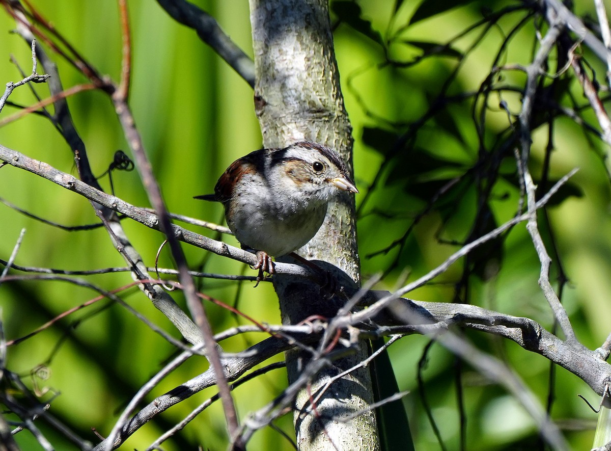 Swamp Sparrow - Anonymous