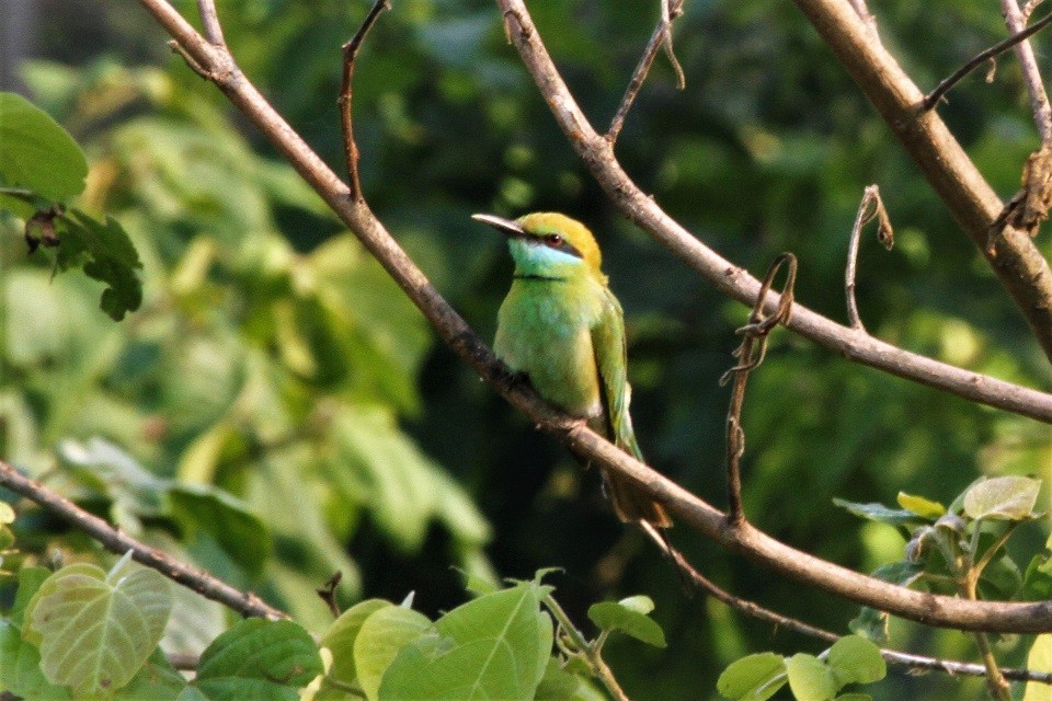 Asian Green Bee-eater - ML54633641