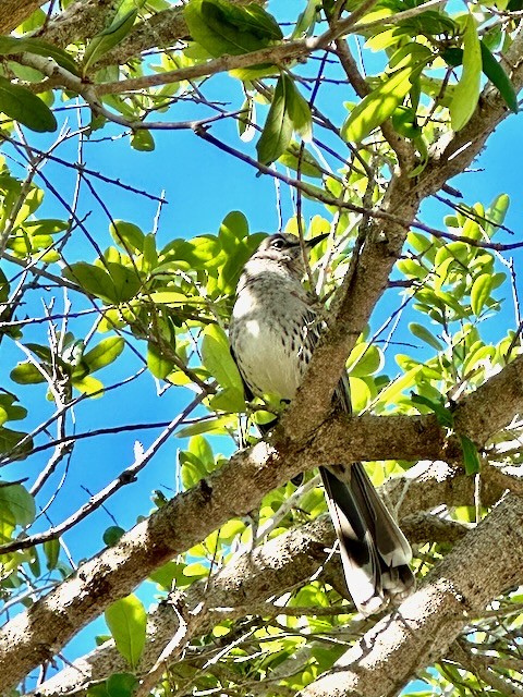 Bahama Mockingbird - ML546339081