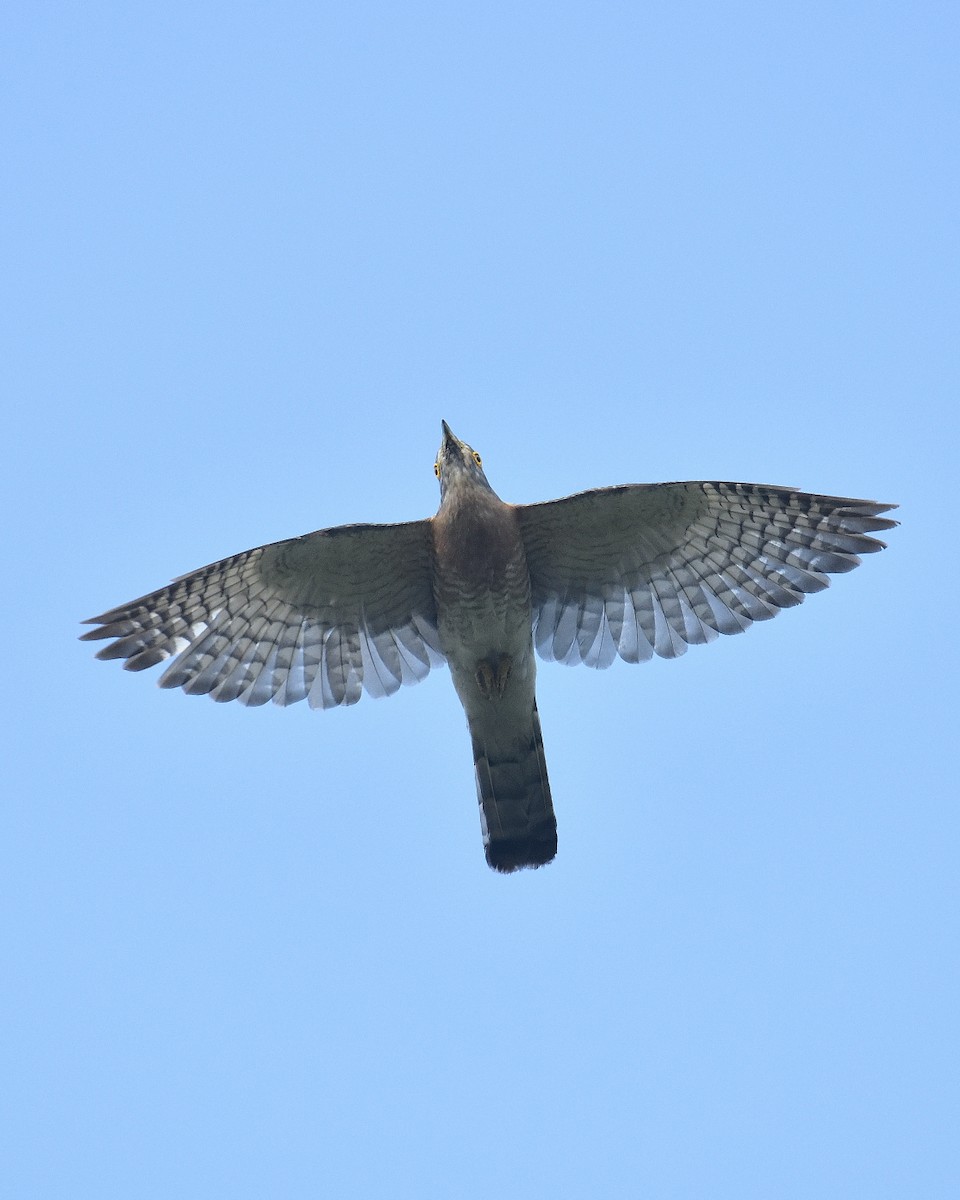 Common Hawk-Cuckoo - ML546339881